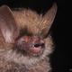 Found in Vietnam, the wooly-headed bat is distinguished by its thick and wooly fur on itsw heads and forearms. (Image: Nguygen Truong Son)